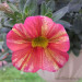 Калибрахоа Tropical Sanrise (Os)