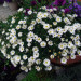 Брахикома Surdaisy White 2017 (Vs)