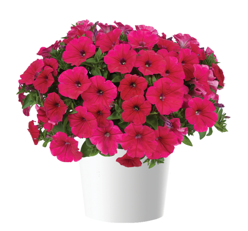Петуния Cascadias Fuchsia (Os)