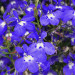 Лобелия Curaсao Compact Dark Blue (Os)