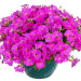 Петхоа BeautiCal Pretty Pink (Os)